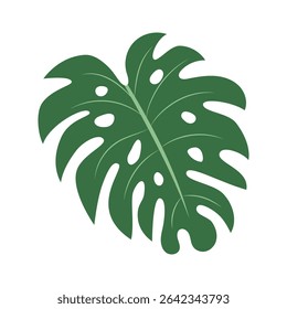 Monstera leaf. Vector illustration isolated on a white background. Modern botanical design is perfect for eco-friendly projects, textile, wallpapers, packaging, and home decor.