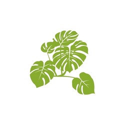 philodendron radiatum Philodendron Radiatum – Green Millennium