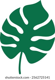 Monstera leaf vector on white background 