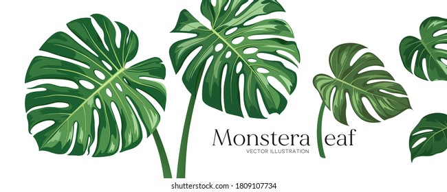 Monstera leaf vector, realistic design collections banner isolated on white background, Eps 10 illustration