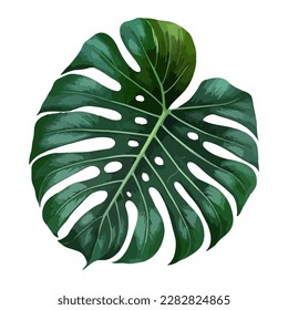 Monstera leaf. Vector stock illustration eps10. White background.