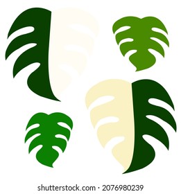 Monstera leafs vector and illustration