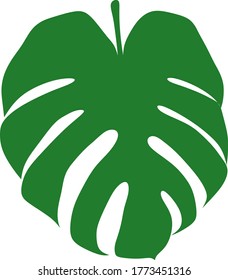 Monstera leave on a white background
