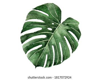 Monstera Leave Watercolor Painting Vector For Cards, Wedding Invitation And Birthday Cards.