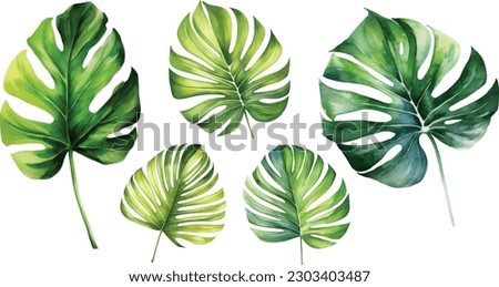 Monstera leave watercolor painting vector for cards, wedding invitation and birthday cards.