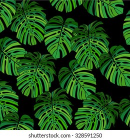 monstera leaves
