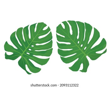 Monstera leaves, big tropical jungle design pattern, Swiss Cheese Plant, close up, vector illustration isolated on white background
