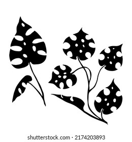 Monstera leaves. Black vector silhouette of a tropical liana.