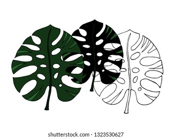 Monstera leaves. Collection. Vector illustration.