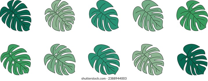 Monstera leaves come from tropical forests isolated on white background. Can be used as decoration for greeting cards, social media posts and various other media