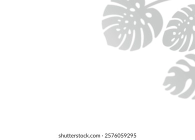Monstera leaves create light shadows on a white background. Minimalist design, delicate shades.