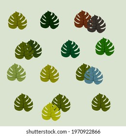 monstera leaves for creative work