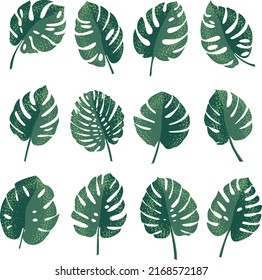 Hojas de monstera de diferentes formas sobre un fondo blanco