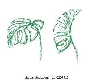 monstera leaves drawing. hand drawing illustration. vector set of tropical leaves.