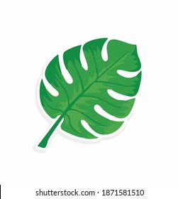 Monstera leaves are green with the best quality