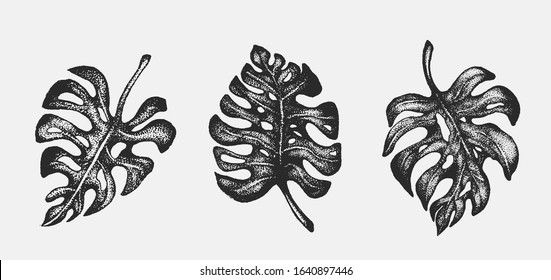 Monstera leaves hand drawn ink illustration in stippling technique. Black and white isolated art, graphic design floral clip art elements. Decorative drawing set, tropical summer design, trendy leaf.