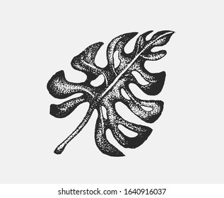 Monstera leaves hand drawn ink illustration in stippling technique. Black and white isolated art, graphic design floral clip art elements. Decorative drawing set, tropical summer design, trendy leaf.