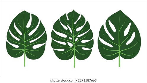 Monstera deja la colección de juegos de iconos. Icono de planta tropical de Monstera. Mostera deliciosa hoja de icono paquete . Ilustración del vector