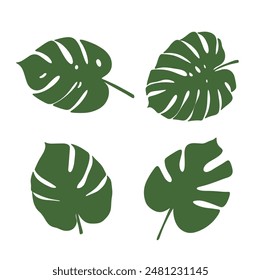The monstera leaves illustration is isolated on the white background	