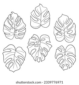 Monstera leaves. Monstera leaf outline. hand drawn monstera leaf illustration. Vector Illustration. Tropical jungle Monstera leaves isolated on white background. Swiss Cheese Plant. Monstereae. sketch