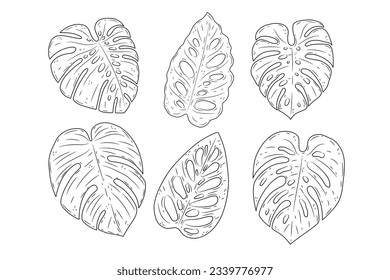 Monstera geht. Monstera-Blattumriss. handgezeichnete Monstera-Blatt-Illustration. Vektorgrafik. Tropischer Dschungel Monstera Blätter einzeln auf weißem Hintergrund. Schweizer Käsepflanze. Monstereae. Skizze