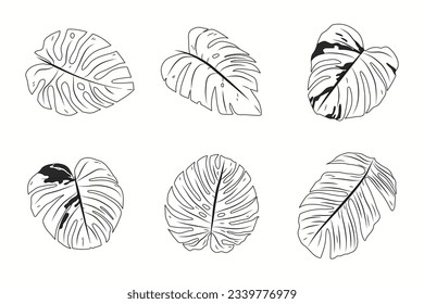 Las hojas de Monstera. Esquema de hoja de Monstera. ilustración a mano de monstera. Ilustración vectorial. La jungla tropical Monstera deja aislada en el fondo blanco. Planta Suiza de Queso. Monesterae. bosquejo