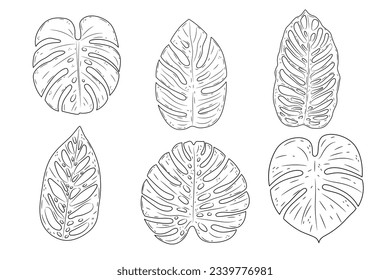Monstera leaves. Monstera leaf outline. hand drawn monstera leaf illustration. Vector Illustration. Tropical jungle Monstera leaves isolated on white background. Swiss Cheese Plant. Monstereae. sketch