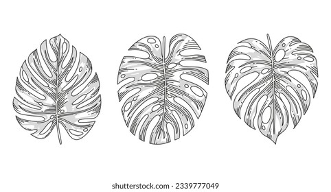 Monstera leaves. Monstera leaf outline. hand drawn monstera leaf illustration. Vector Illustration. Tropical jungle Monstera leaves isolated on white background. Swiss Cheese Plant. Monstereae. sketch