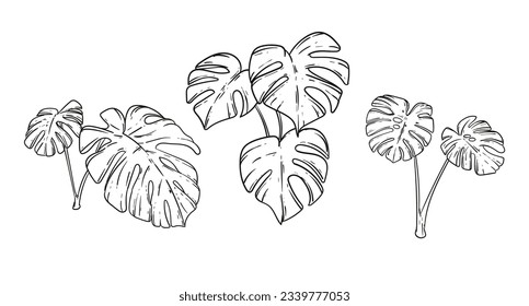 Monstera leaves. Monstera leaf outline. hand drawn monstera leaf illustration. Vector Illustration. Tropical jungle Monstera leaves isolated on white background. Swiss Cheese Plant. Monstereae. sketch