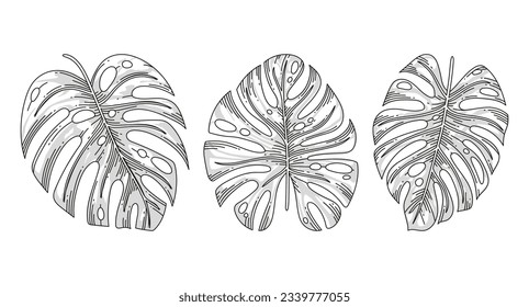 Monstera leaves. Monstera leaf outline. hand drawn monstera leaf illustration. Vector Illustration. Tropical jungle Monstera leaves isolated on white background. Swiss Cheese Plant. Monstereae. sketch