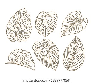 Las hojas de Monstera. Esquema de hoja de Monstera. ilustración a mano de monstera. Ilustración vectorial. La jungla tropical Monstera deja aislada en el fondo blanco. Planta Suiza de Queso. Monesterae. bosquejo