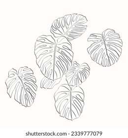 Monstera leaves. Monstera leaf outline. hand drawn monstera leaf illustration. Vector Illustration. Tropical jungle Monstera leaves isolated on white background. Swiss Cheese Plant. Monstereae. sketch