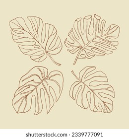 Monstera leaves. Monstera leaf outline. hand drawn monstera leaf illustration. Vector Illustration. Tropical jungle Monstera leaves isolated on white background. Swiss Cheese Plant. Monstereae. sketch
