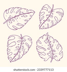 Monstera leaves. Monstera leaf outline. hand drawn monstera leaf illustration. Vector Illustration. Tropical jungle Monstera leaves isolated on white background. Swiss Cheese Plant. Monstereae. sketch