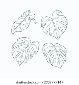 Monstera leaves. Monstera leaf outline. hand drawn monstera leaf illustration. Vector Illustration. Tropical jungle Monstera leaves isolated on white background. Swiss Cheese Plant. Monstereae. sketch