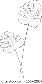 Monstera leaves - line art.