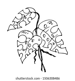 Monstera Leaves. Line drawing. Vector illustration.