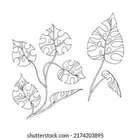 Las hojas de Monstera. Dibujo vectorial lineal de una liana tropical.