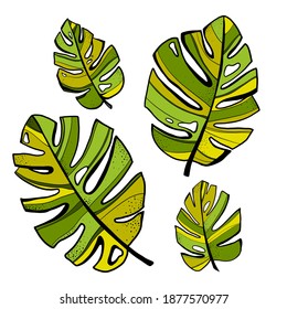 Monstera-Blätter auf isoliertem Hintergrund, Vektorgrafik.  Große grüne Blätter in verschiedene Richtungen mit schwarzen Umrissen