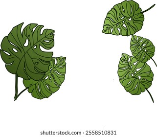 Monstera leaves on white background. tropical leaves.