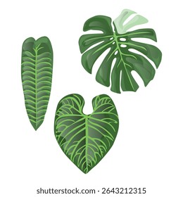Hojas de monstera con fondo blanco separado