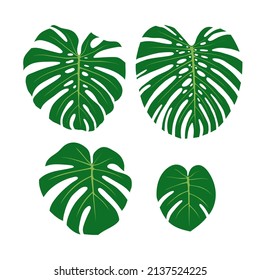 Las hojas de Monstera se ponen. Salen de grandes a pequeños. Ilustración vectorial plana aislada en blanco.