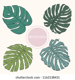 Monstera leaves set color vector tropic exotic jungle plant botany hand drawn