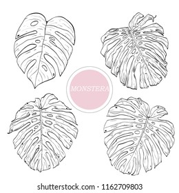 Monstera leaves set graphic sketch style hand drawn black white tropical exotic hawaii australia vector