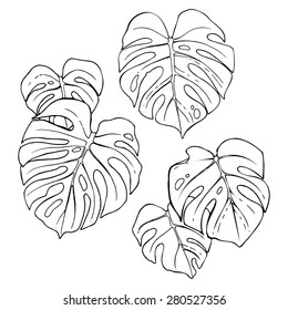 Monstera leaves set, hand drawn design elements.