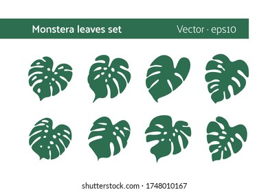 Monstera leaves set isolated on white background, exotic tropical plant. Vector illustration