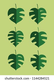 Monstera leaves set. Tropical plants vector illustration.