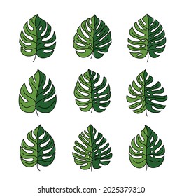 Monstera-Blätter. Satz von Vektorfarbikonen einzeln auf weißem Hintergrund