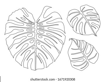 Monstera leaves. Set of vector illustrations. Silhouette. Design elements. Minimalistic style. Outline image.