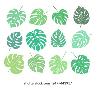 Monstera leaves in shades of green. Set of exotic leaves. Vector elements.